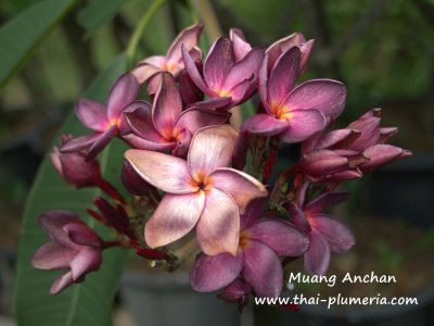 Plumeria Muang Anchan 4