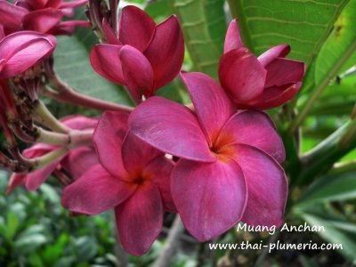 Plumeria Black Purple