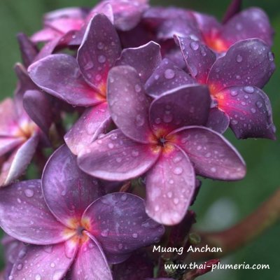 Plumeria Muang Anchan 3