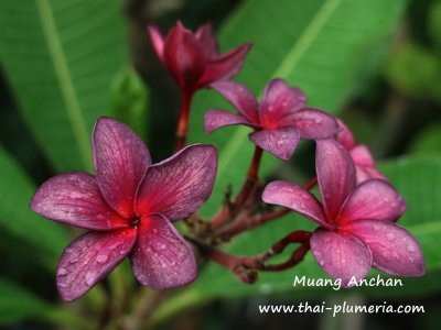 Plumeria Muang Anchan 1