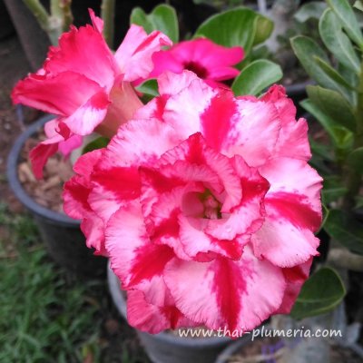 Adenium ANGEL IN FIRE  plant