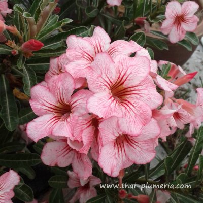 Adenium ANGOR plant