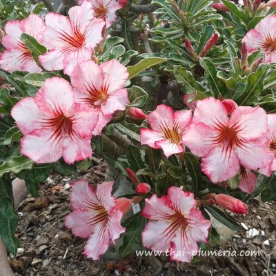 Adenium ANGOR plant