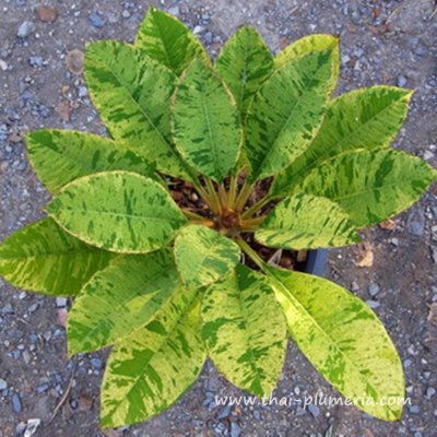 Variegated Plumeria ANYAMANEE