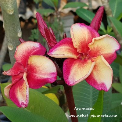 Plumeria Aramacao 4