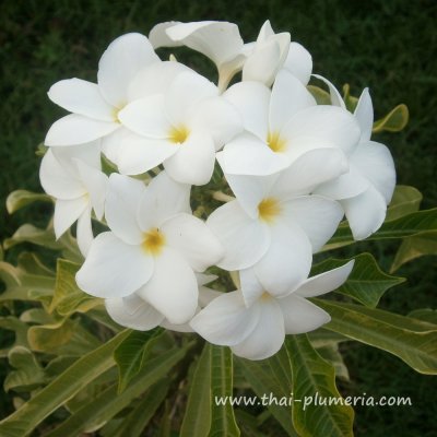 Variegated Plumeria ARROW plant