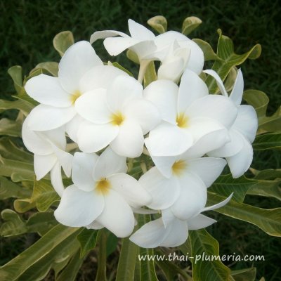 Variegated Plumeria ARROW plant