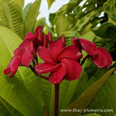 Plumeria ARTY plant