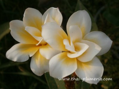 Plumeria BALI WHIRL plant