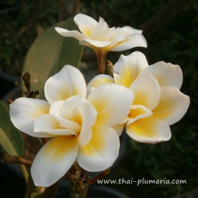 Plumeria BALI WHIRL