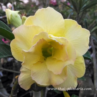 Adenium BANBURI plant