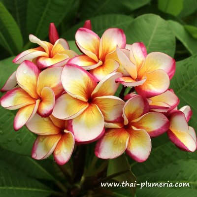 Plumeria BEAUTIFUL SUNSHINE plant