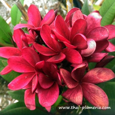 Plumeria BLACK WIDOW plant