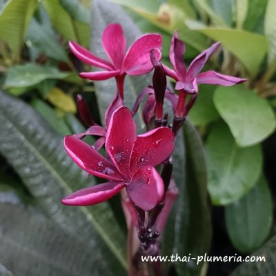 Plumeria BLACK WIDOW plant