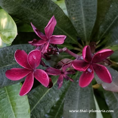 Plumeria BLACK WIDOW plant