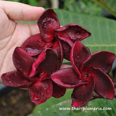 Plumeria BLACK FIRE