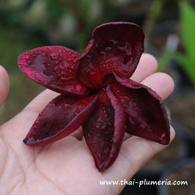 Plumeria BLACK FIRE plant