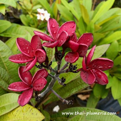 Plumeria BLACK RED plant