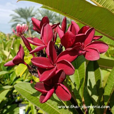 Plumeria BLACK RED