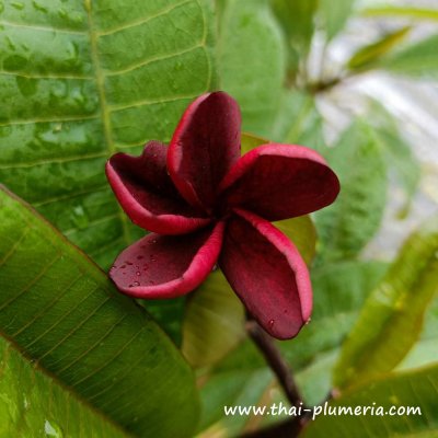 Plumeria BLACK RED plant