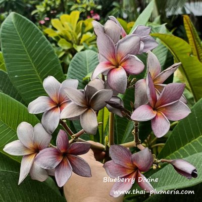 Plumeria Blueberry Divine