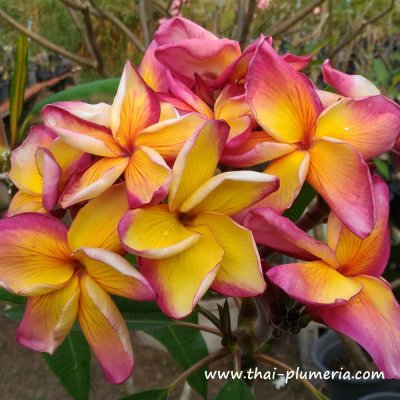 Plumeria BUTTERFLY GOLD