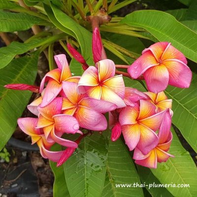 Plumeria BUTTERFLY GOLD plant