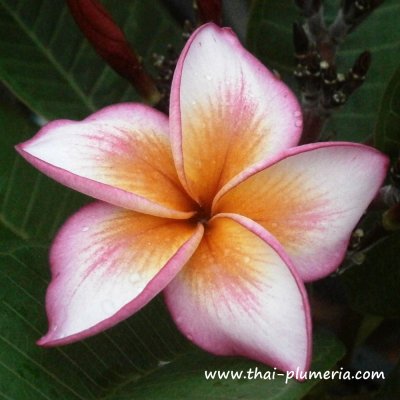 Plumeria BUTTERFLY WING plant