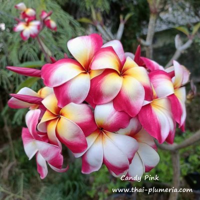 Plumeria Candy Pink 1