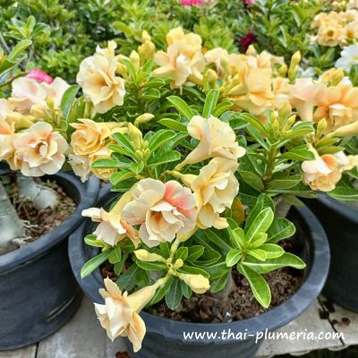 Adenium CARAMEL plant