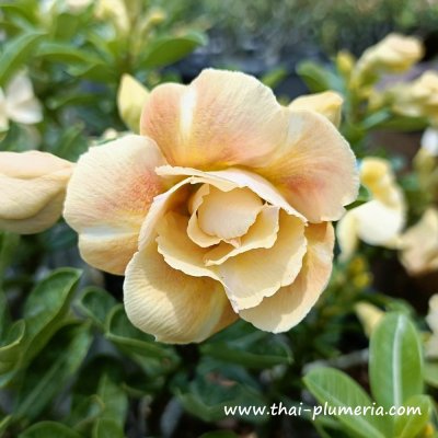 Adenium CARAMEL plant