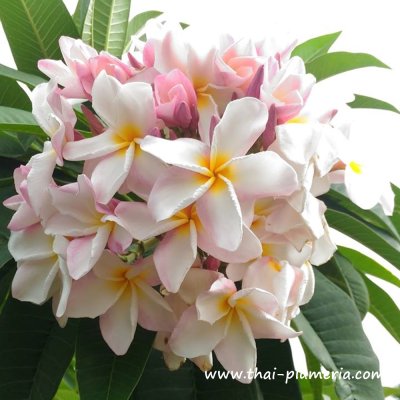 Plumeria SAO PATHUM plant