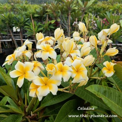 Plumeria Celadine