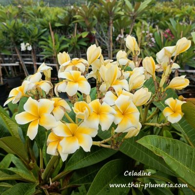 Celadine