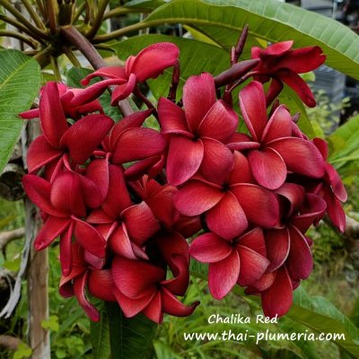 Plumeria Chalika Red