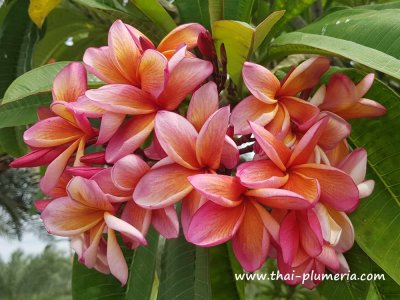 Plumeria CHALOTORN ORANGE plant