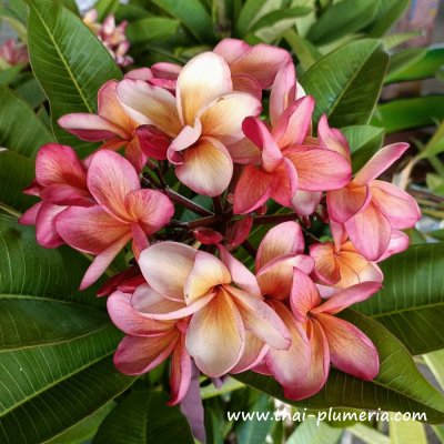 Plumeria CHALOTORN ORANGE