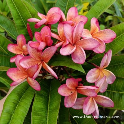 Plumeria CHALOTORN ORANGE plant