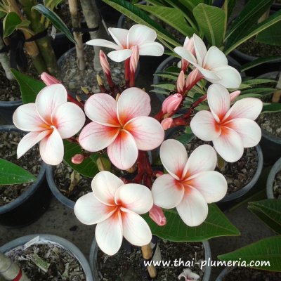 Plumeria CHERRY PINK