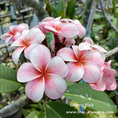 Plumeria Cherry Pink