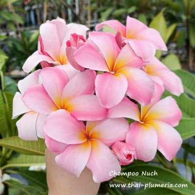 Plumeria Chompoo Nuch