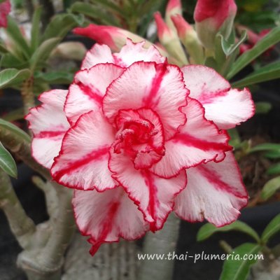 Adenium CLASSIC plant