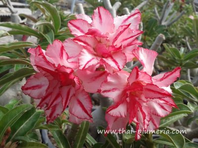 Adenium CLASSIC plant