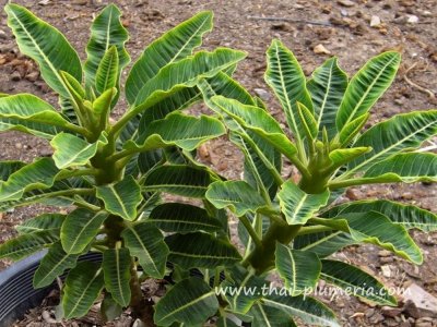 Dwarf Plumeria COCONUT LEAF plant