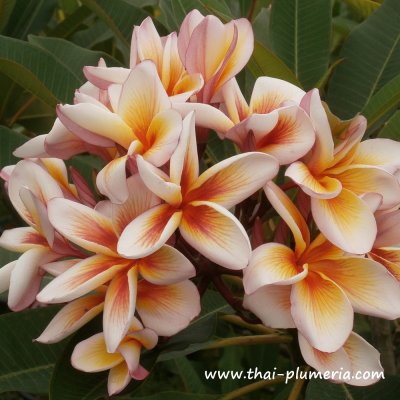 Plumeria CORAL CREAM