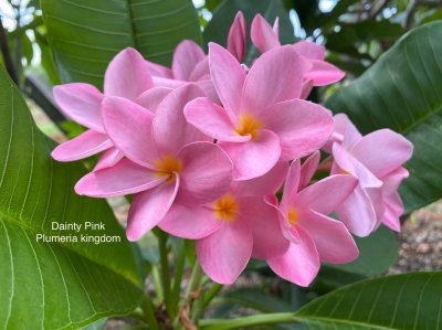 Dainty Pink
