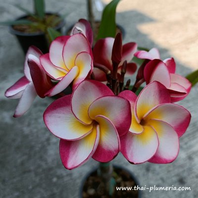 Plumeria DANAI DELIGHT