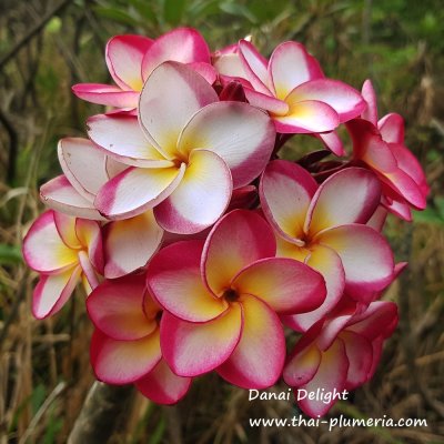 Plumeria Danai Delight