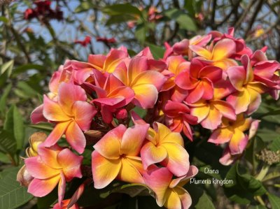 Plumeria seeds DIANA