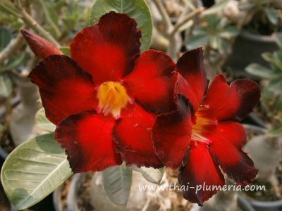 Adenium DOUBLE COLOR plant